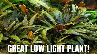 Plant Species Spotlight  Cryptocoryne Wendtii  Great Low Light Plant [upl. by Pfeifer]