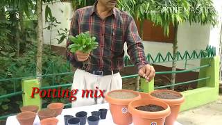 How to grow and care Bryophyllum  the miracle plant [upl. by Tlok]