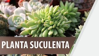 Cómo cuidar una planta Suculenta  De Todo En Casa [upl. by Inattirb]