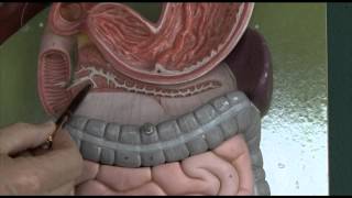 Anatomy 6 Gastrointestinal tract [upl. by Caruso]