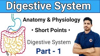 Digestive System  Anatomy amp Physiology Golden Points  Part  1 [upl. by Aisan685]