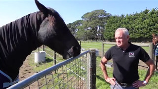 What is cribbingwindsucking Why do horses do it with Andrew McLean [upl. by Llenyar]