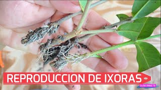 CÓMO REPRODUCIR IXORA FÁCIL Y RÁPIDO [upl. by Kira]