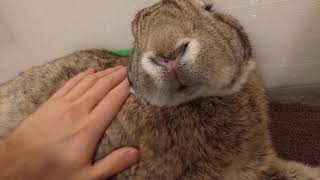 Flemish Giant Rabbit Grooming [upl. by Iggie165]