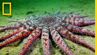 Sunflower Seastar Terrifying Predator  National Geographic [upl. by Korff]