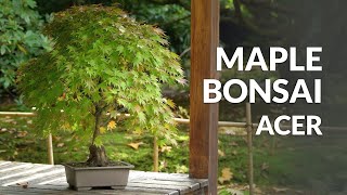 Japanese Maple Bonsai care Acer palmatum [upl. by Annairol]