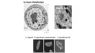 Cycle cellulaire et noyau interphasique [upl. by Rolecnahc]