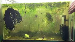 Scuds Daphnia Cherry Shrimp Copepods My aquatic food culture [upl. by Adore]