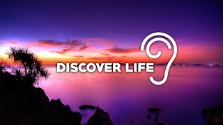 Uppermost  Discover Life [upl. by Ellesirg]