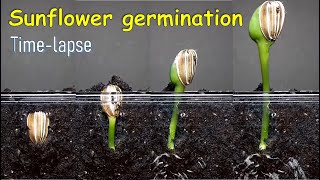 Sunflower germination timelapse [upl. by Sateia]