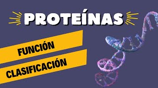 Proteínas Estructura Clasificación Función y Desnaturalización 🔬 [upl. by Maximilian]