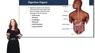 Introduction to the Digestive System [upl. by Ettelrac]