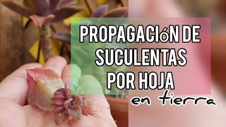 Como Propagar Suculentas por Hoja en sustratoJardín Suculento [upl. by Veradis32]