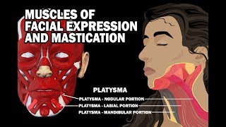 MUSCLES OF FACIAL EXPRESSION AND MASTICATION [upl. by Nwahsear200]