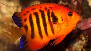 Facts The Flame Angelfish [upl. by Hermy]