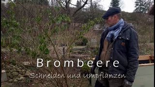 Brombeere schneiden und umpflanzen [upl. by Ezekiel]