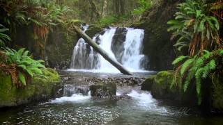 The Forest Waterfall HD  The Calming Sound of Water [upl. by Ydnamron]