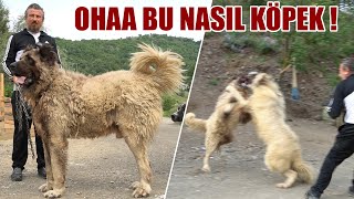 OHAA BU NASIL KÖPEK  DEV KARADENİZ DAĞ ÇOBAN KÖPEĞİ  YOK BÖYLE BİR KÖPEK  kangalsamsun KANGAL [upl. by Lerraj]