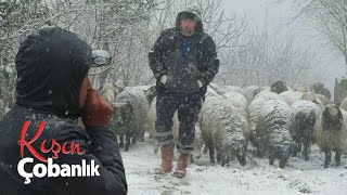 Kışın Çobanlık  Kuzulama Dönemi Belgesel 4K [upl. by Euqinomod]