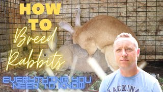 BREEDING RABBITSEVERYTHING YOU NEED TO KNOW [upl. by Hgieleak]