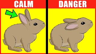 Rabbit Body Language Explained [upl. by Ahsemot963]