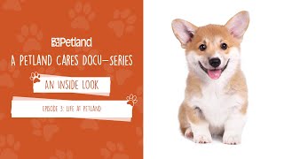 Petland  An Inside Look  Mini Docuseries Episode 3 Life at Petland [upl. by Portland955]