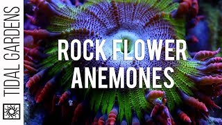 Rock Flower Anemones [upl. by Mcnamee]