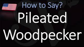 How to pronounce Pileated Woodpecker CORRECTLY [upl. by Isayg]