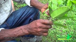 Leaf of life Bryophyllum pinnatum [upl. by Linder]