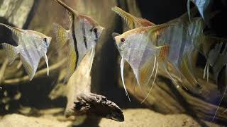 Angelfish  TOP Tips amp Species Overview [upl. by Ama]