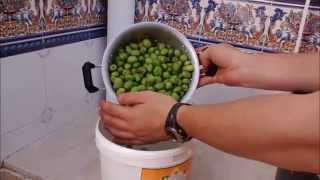 Como hacer aceitunas del modo tradicional [upl. by Jorge]