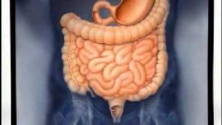 Introduction to Gastroenterology [upl. by Yclehc]