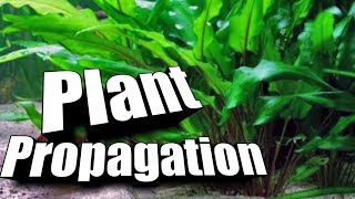 How to quotPropagatequot Cryptocorynes  Easy Guide to Aquarium Plants [upl. by Uile]