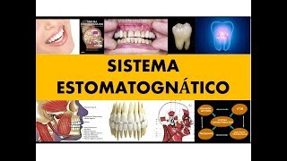 quotSISTEMA ESTOMATOGNÁTICOquot por el Dr Henry Vicente [upl. by Neret36]