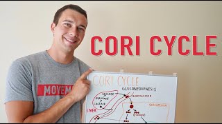 What is the Cori Cycle  Gluconeogenesis Explained Simply [upl. by Hcirdeirf]