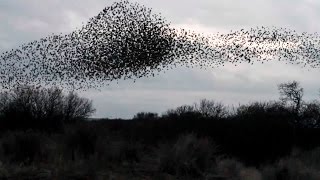 Starling Murmuration [upl. by Adyeren]