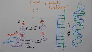 Molécules du vivant 5  Acides nucléiques [upl. by Ranitta]