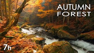 Autumn Forest  River Sounds  Relaxing Nature Video  White Water  HD  1080p [upl. by Mukund394]