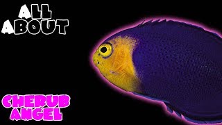 All About The Cherub Angelfish or Pygmy Angelfish [upl. by Wilma]