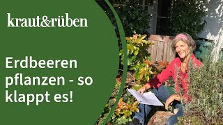 Erdbeeren pflanzen 🍓  Unsere BiogartenWelt [upl. by Leirol]