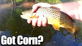 Does CORN Work better than Powerbait Beginner Trout Fishing [upl. by Ebocaj]