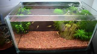 CUIDADO DE ALEVINES  ALIMENTACION Y CONSEJOS PARA CRIAS DE PECES GUPPY PLATY MOLLY Y BETTA [upl. by Hotchkiss874]