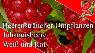 Kann ich Johannisbeeren umpflanzen [upl. by Eeneg]