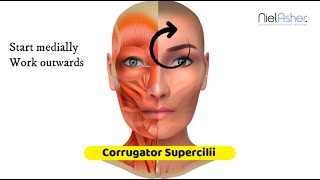 Corrugator Supercilii Muscle  Massage Anatomy [upl. by Melmon]