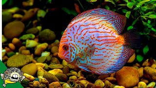 Discus Fish Care Guide FOR BEGINNERS [upl. by Donahoe]