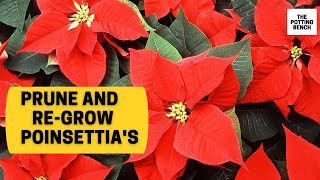 How to prune and regrow Poinsettias  Eurphobia Pulcherima [upl. by Ibrab152]