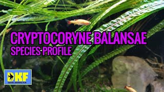 Cryptocoryne Balansae species profile [upl. by Enoch]