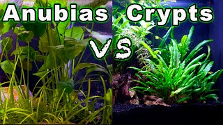 Beginner Aquarium Plants Anubias vs Crypts  Which One is Better🌱🌿 [upl. by Monti69]