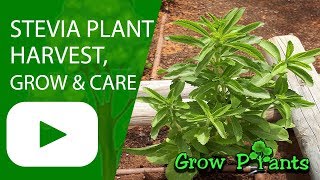 Stevia plant  How to grow amp care  Sweetener Candyleaf [upl. by Riesman]