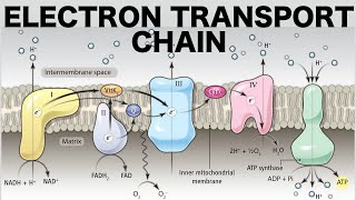 Electron Transport Chain Oxidative Phosphorylation [upl. by Edin]